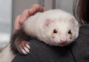 Ferret Pet Insurance is a type of pet insurance that covers the health of your ferret.